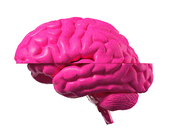 Brain model